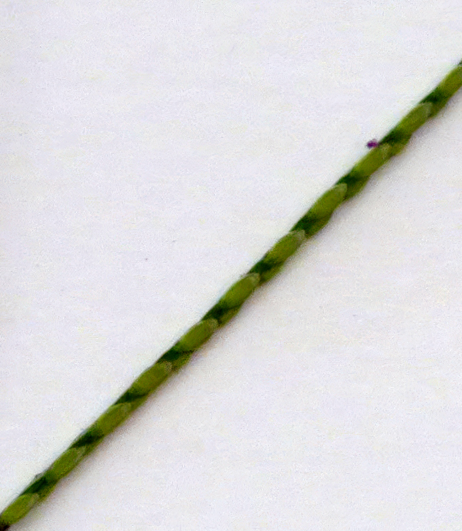 Zoom in on carpetgrass spikelet.
